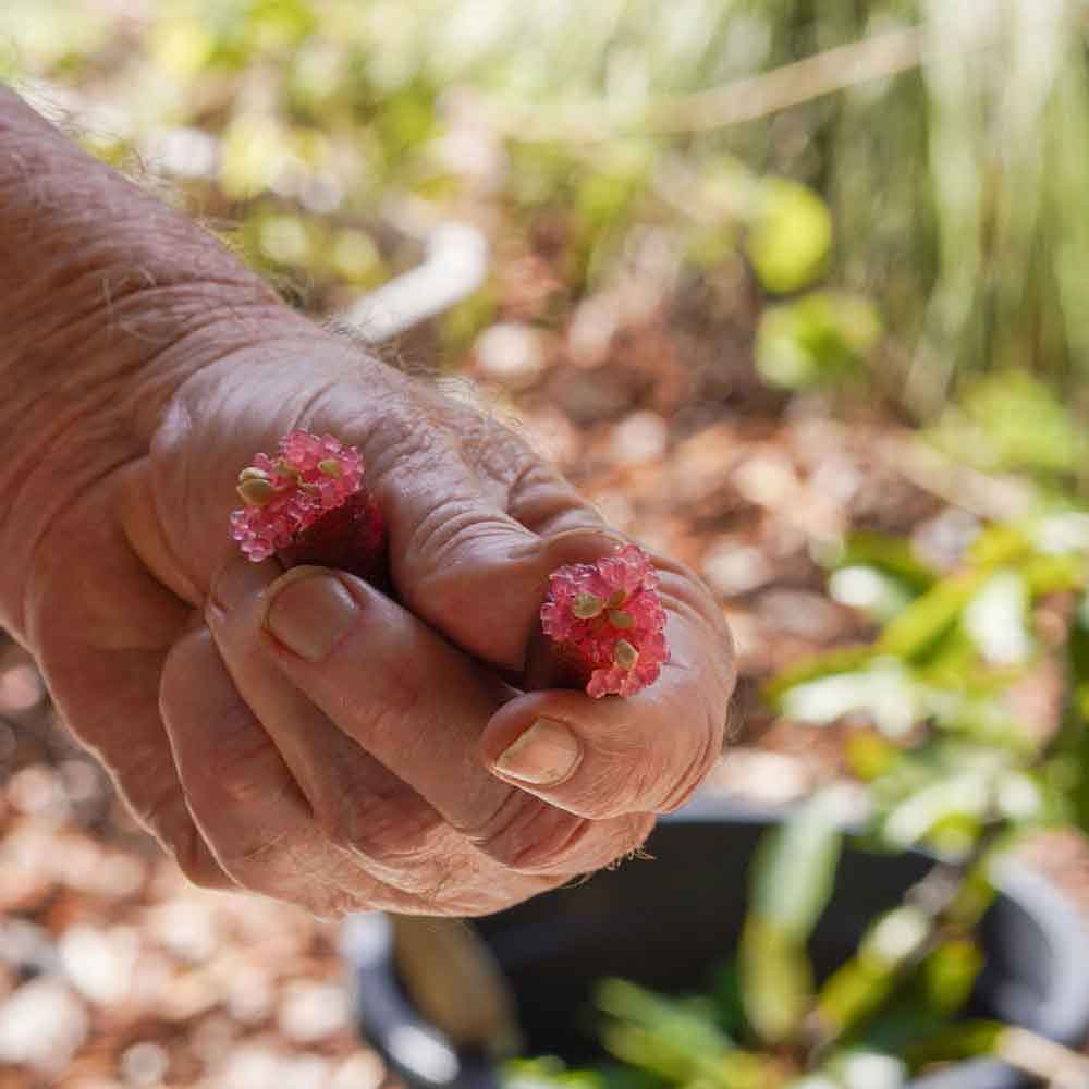 Native Finger Lime (Citrus australasica) growing at Dalla Nature Reserve, a nature retreat near Brisbane