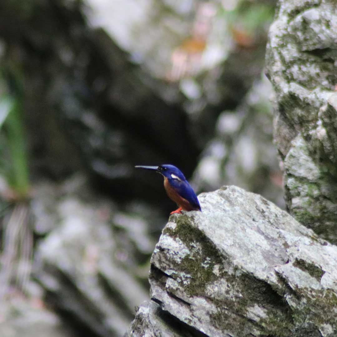 Azure Kingfisher at Dalla Nature Reserve eco retreat near Brisbane, a birdwatching destination in Queensland