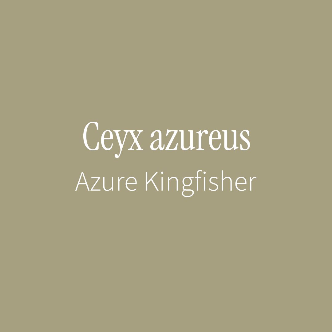 Azure Kingfisher Label