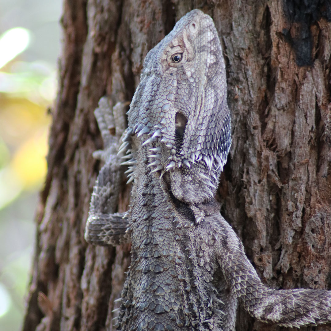 Eastern Water Dragon photographed at Dalla Nature Reserve, a nature retreat near Brisbane