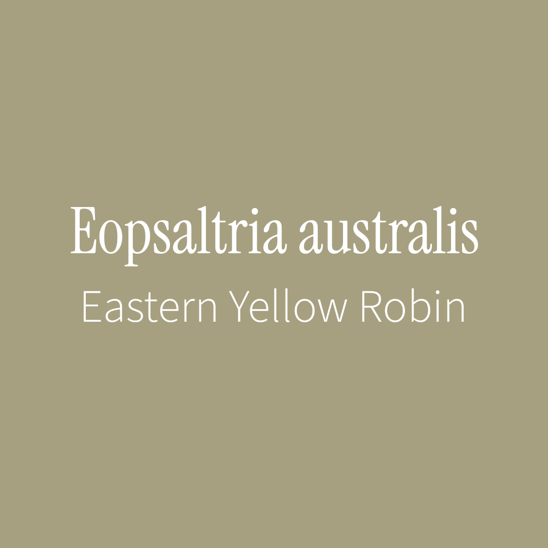 Eopsaltria australis