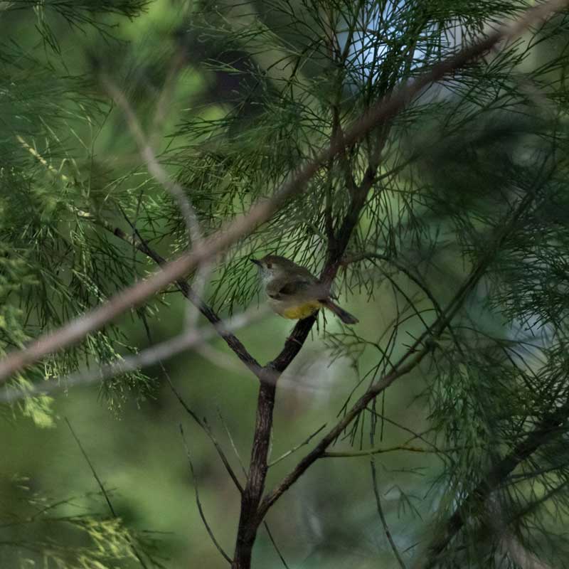 Eastern Robin native to the D'Aguilar Range at Dalla Nature Reserve near Brisbane,a birdwatching destination in Queensland