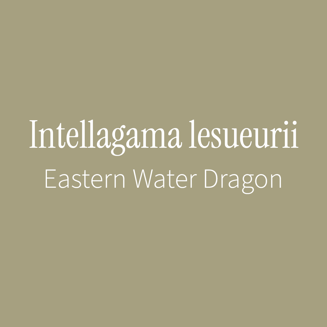 Eastern Water Dragon Label