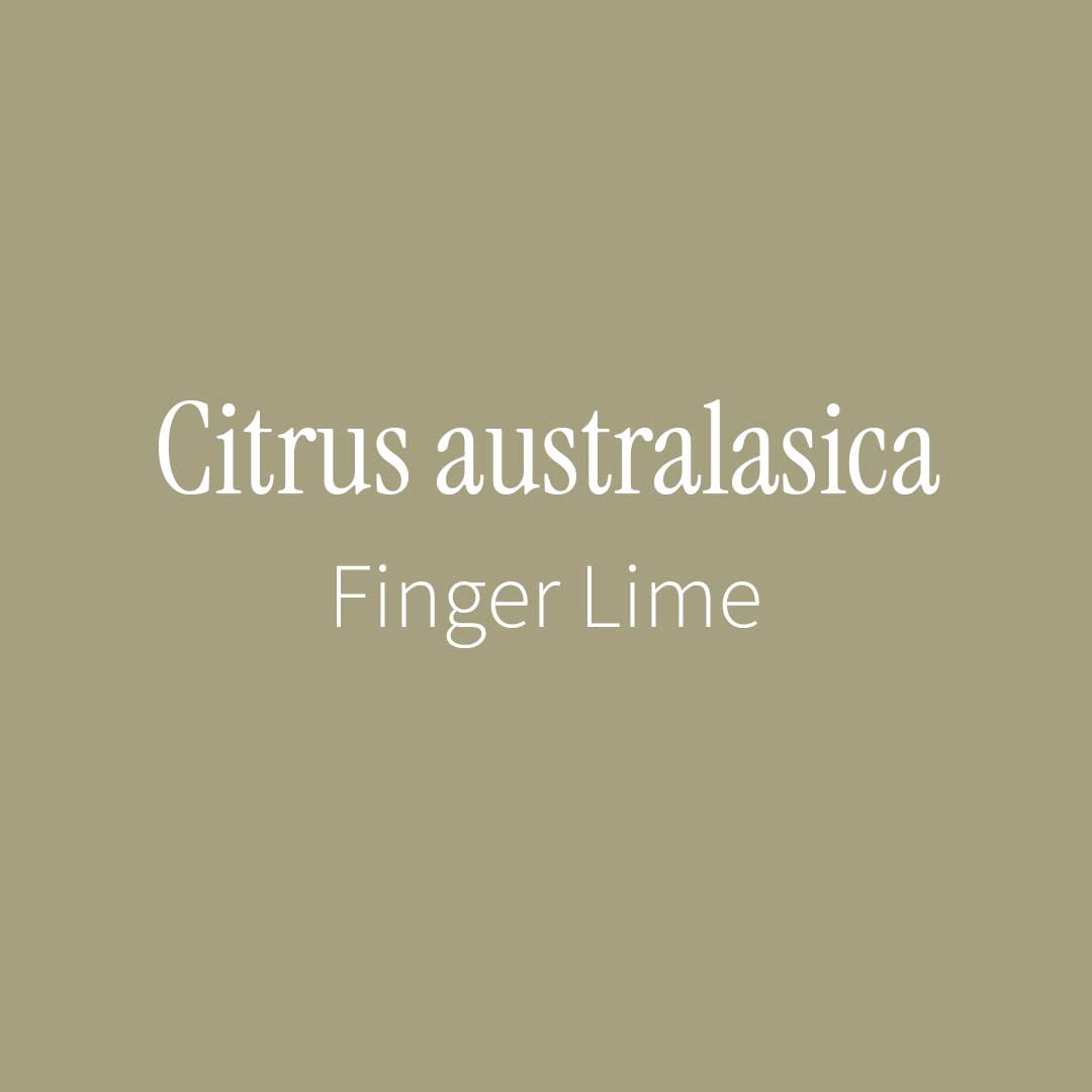 Citrus australasica Finger Lime Label