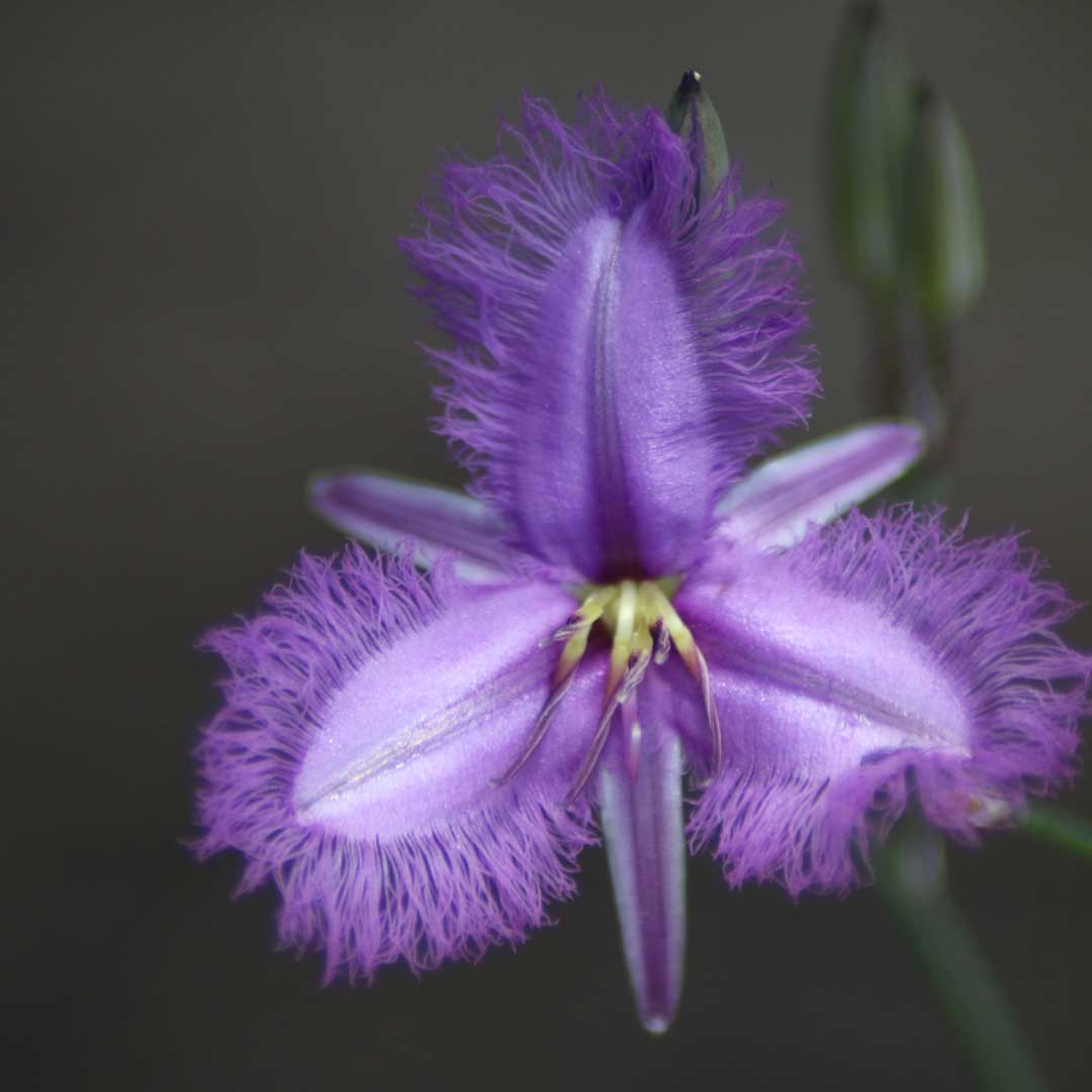 Fringed Lily at Dalla Nature Reserve eco retreat near Brisbane