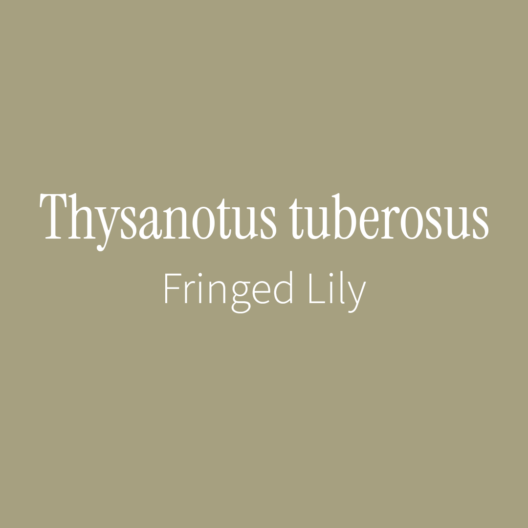 Fringed Lily Label