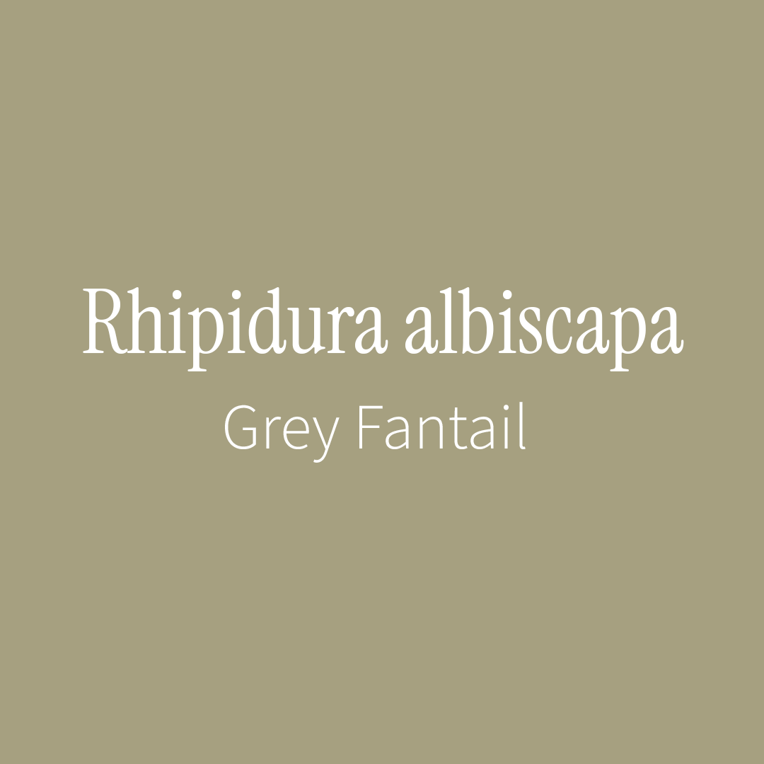 Grey Fantail