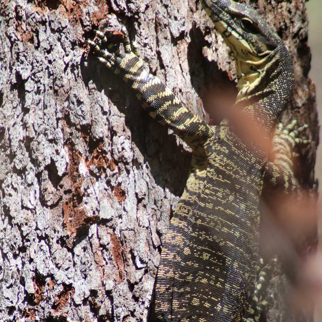 Lace Monitor photographed at Dalla Nature Reserve, a nature retreat near Brisbane