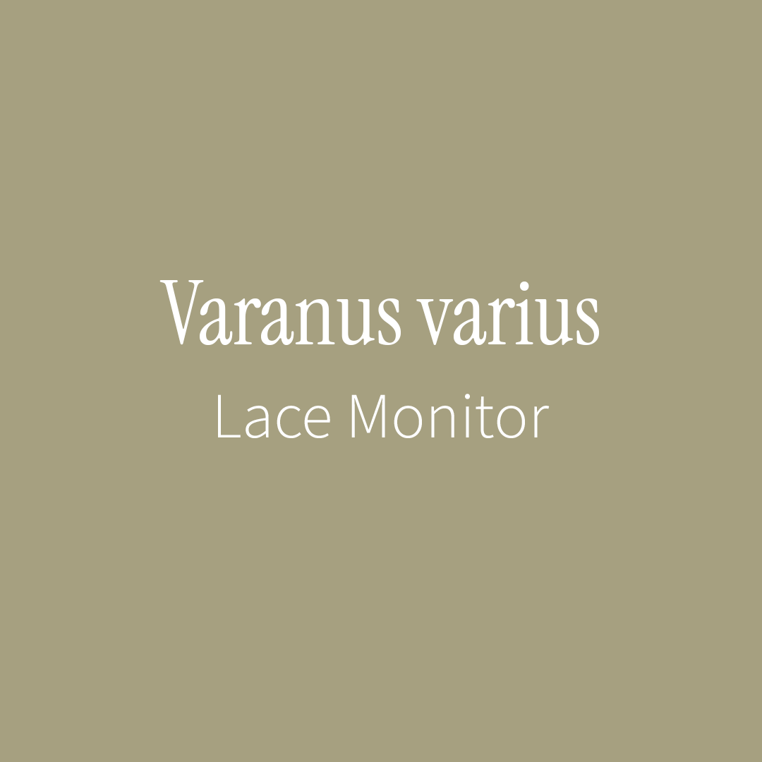 Lace Monitor Label