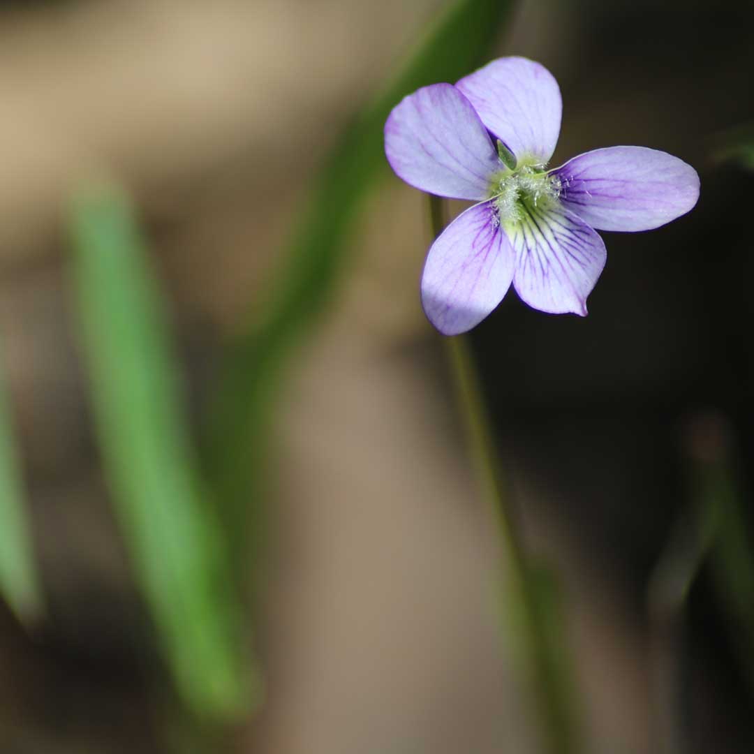 Native Violet growing at Dalla Nature Reserve, a nature retreat near Brisbane