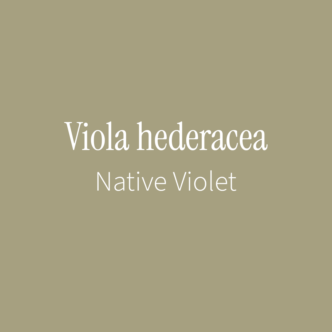 Native Violet