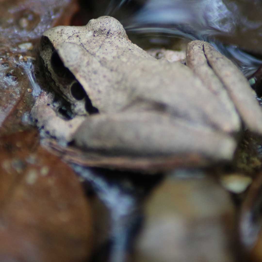 Stony Creek Frog wildlife photographed at Dalla Nature Reserve, a nature retreat near Brisbane