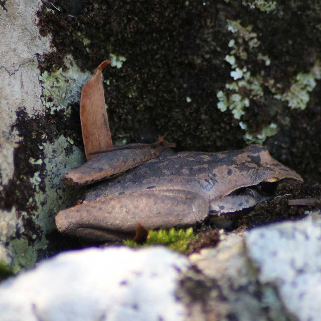 Stony Creek Frog wildlife photographed at Dalla Nature Reserve, a nature retreat near Brisbane