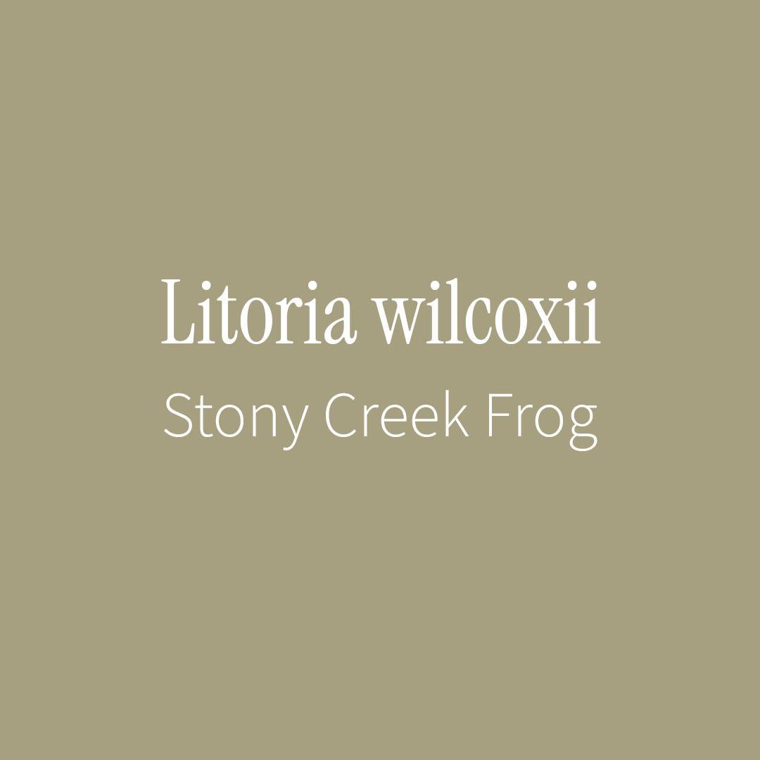Stony Creek Frog