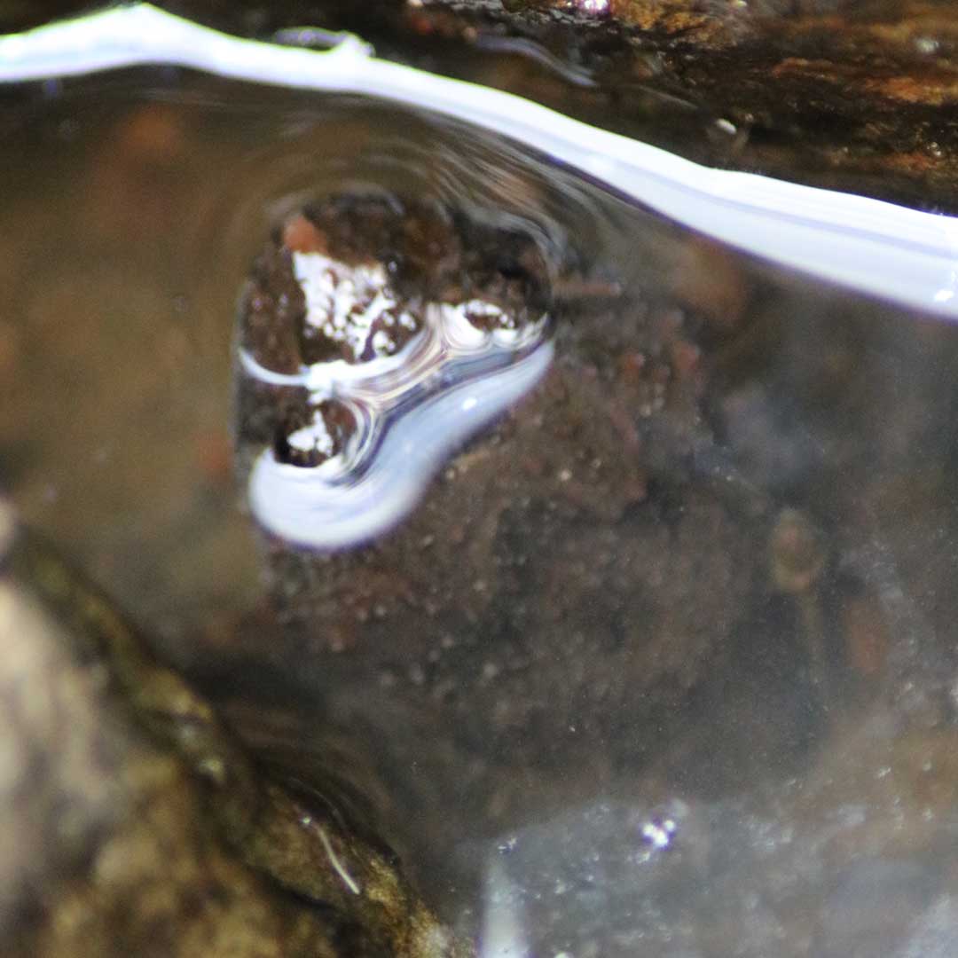 Tusked Frog photographed at Dalla Nature Reserve, a nature retreat near Brisbane