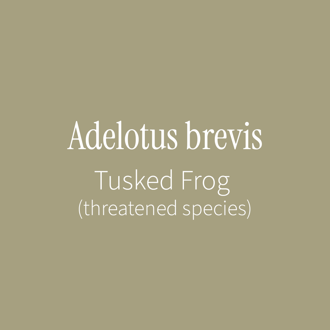 Tusked Frog Label