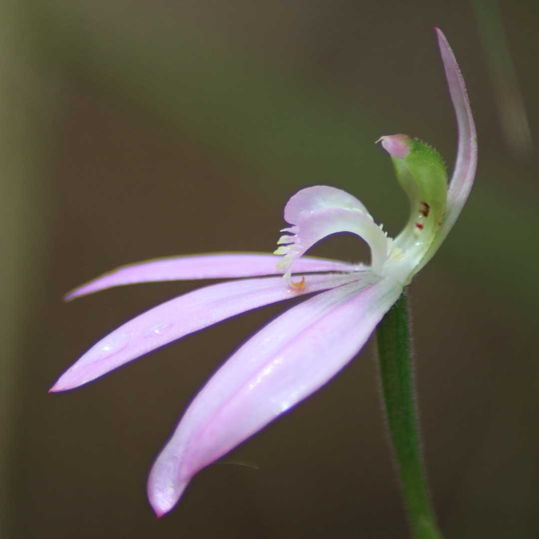White Fingers growing at Dalla Nature Reserve, a nature retreat near Brisbane