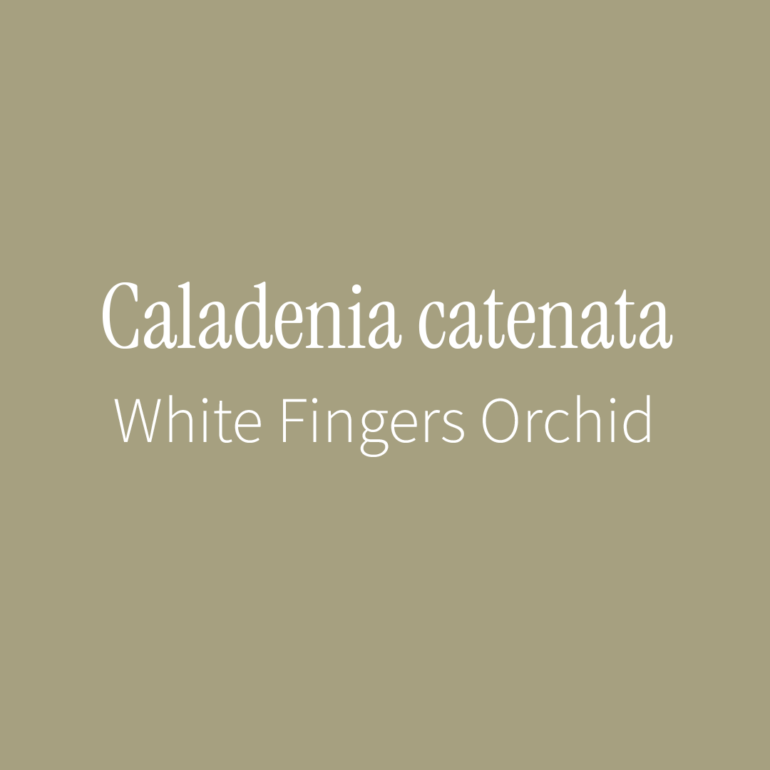 White Fingers Orchid